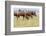 Bactrian Camel Herd. Gobi Desert. Mongolia.-Tom Norring-Framed Photographic Print