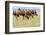 Bactrian Camel Herd. Gobi Desert. Mongolia.-Tom Norring-Framed Photographic Print
