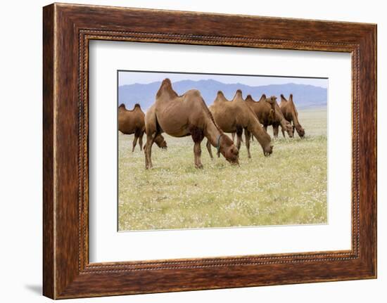 Bactrian Camel Herd. Gobi Desert. Mongolia.-Tom Norring-Framed Photographic Print