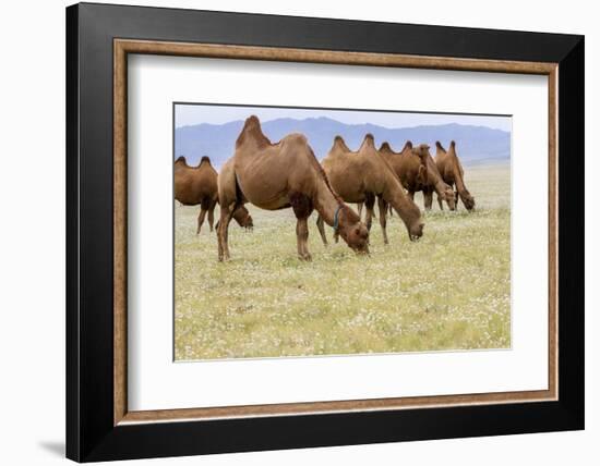 Bactrian Camel Herd. Gobi Desert. Mongolia.-Tom Norring-Framed Photographic Print