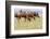 Bactrian Camel Herd. Gobi Desert. Mongolia.-Tom Norring-Framed Photographic Print