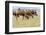 Bactrian Camel Herd. Gobi Desert. Mongolia.-Tom Norring-Framed Photographic Print