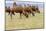 Bactrian Camel Herd. Gobi Desert. Mongolia.-Tom Norring-Mounted Photographic Print