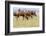 Bactrian Camel Herd. Gobi Desert. Mongolia.-Tom Norring-Framed Photographic Print