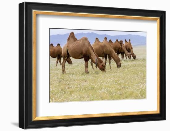 Bactrian Camel Herd. Gobi Desert. Mongolia.-Tom Norring-Framed Photographic Print