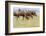 Bactrian Camel Herd. Gobi Desert. Mongolia.-Tom Norring-Framed Photographic Print