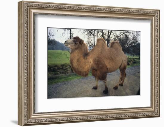 Bactrian Camel-DLILLC-Framed Photographic Print