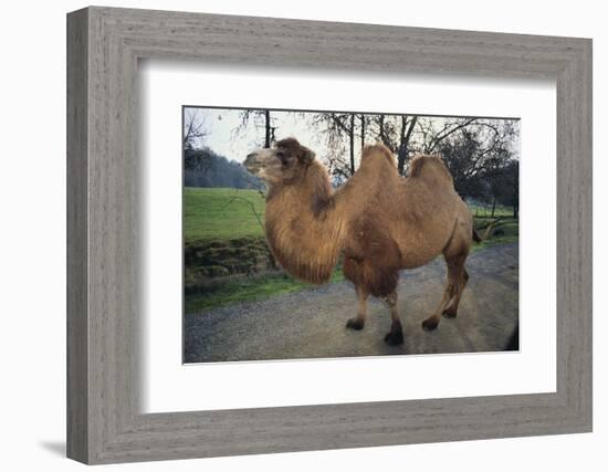 Bactrian Camel-DLILLC-Framed Photographic Print