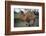 Bactrian Camel-DLILLC-Framed Photographic Print