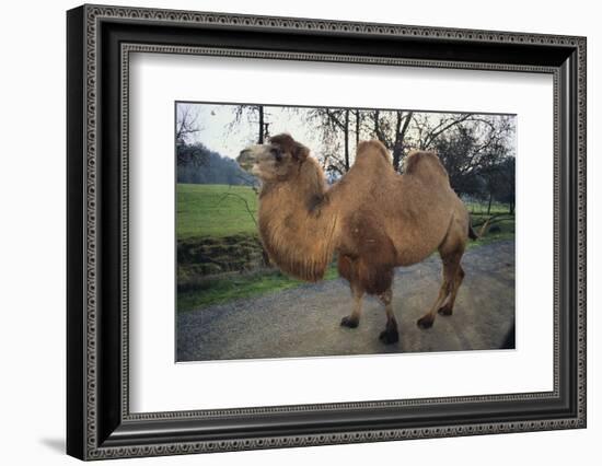 Bactrian Camel-DLILLC-Framed Photographic Print