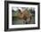 Bactrian Camel-DLILLC-Framed Photographic Print