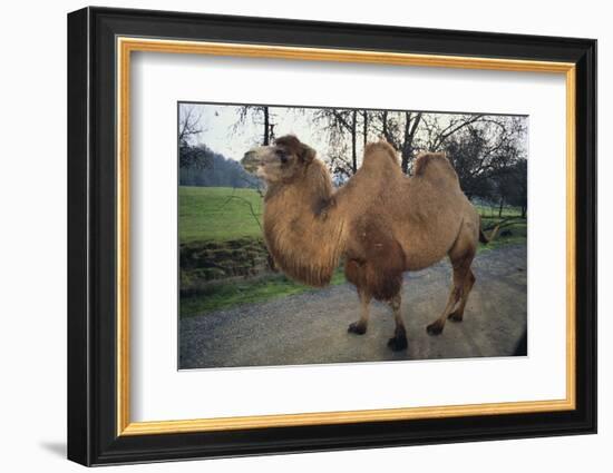 Bactrian Camel-DLILLC-Framed Photographic Print