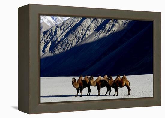 Bactrian camels on sand, Nubra Valley, Ladakh, India-Enrique Lopez-Tapia-Framed Premier Image Canvas