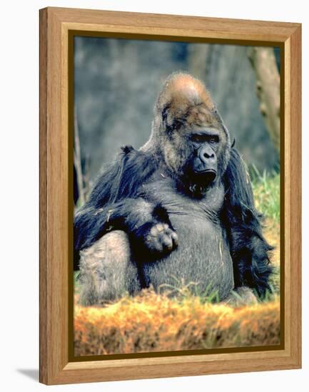 Bad Day-J.D. Mcfarlan-Framed Premier Image Canvas