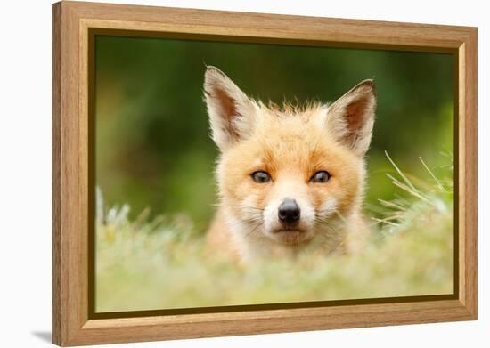 Bad Fur Day-Roeselien Raimond-Framed Stretched Canvas