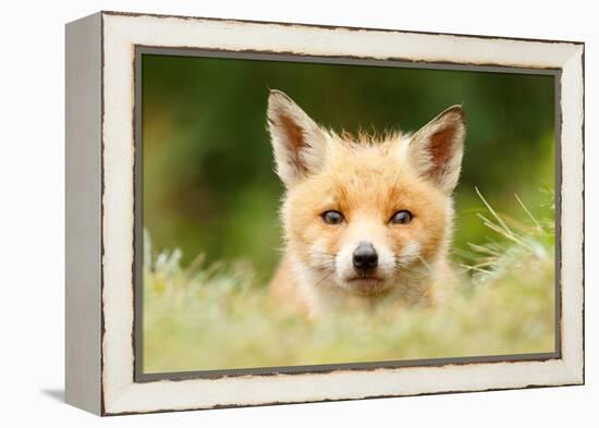 Bad Fur Day-Roeselien Raimond-Framed Stretched Canvas