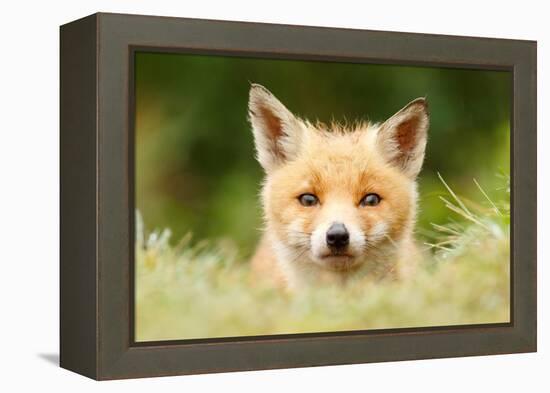 Bad Fur Day-Roeselien Raimond-Framed Stretched Canvas