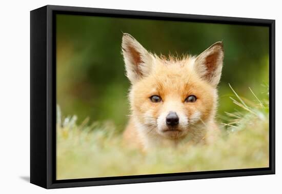 Bad Fur Day-Roeselien Raimond-Framed Stretched Canvas