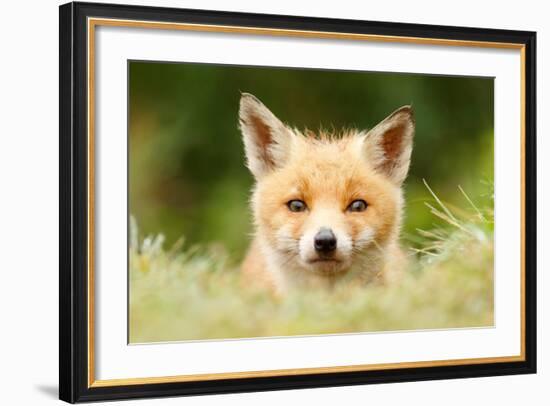 Bad Fur Day-Roeselien Raimond-Framed Art Print