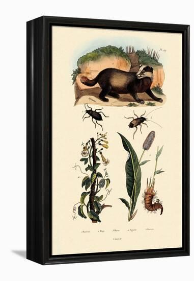 Badger, 1833-39-null-Framed Premier Image Canvas