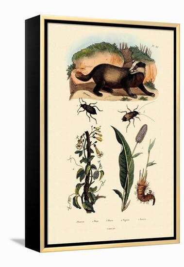 Badger, 1833-39-null-Framed Premier Image Canvas