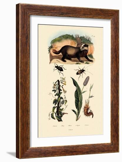 Badger, 1833-39-null-Framed Giclee Print