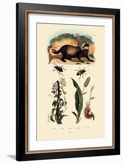 Badger, 1833-39-null-Framed Giclee Print