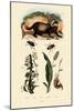 Badger, 1833-39-null-Mounted Giclee Print