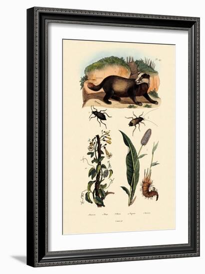 Badger, 1833-39-null-Framed Giclee Print