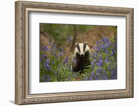 Badger amongst bluebells, Scotland, UK. May-Paul Hobson-Framed Photographic Print