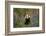 Badger amongst bluebells, Scotland, UK. May-Paul Hobson-Framed Photographic Print