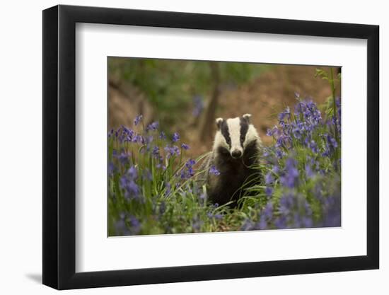 Badger amongst bluebells, Scotland, UK. May-Paul Hobson-Framed Photographic Print