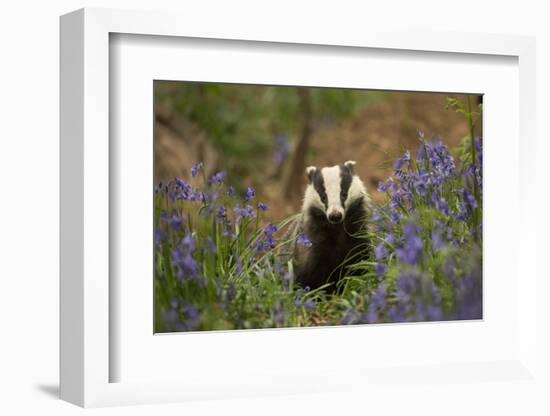 Badger amongst bluebells, Scotland, UK. May-Paul Hobson-Framed Photographic Print