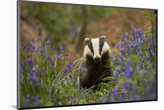 Badger amongst bluebells, Scotland, UK. May-Paul Hobson-Mounted Photographic Print