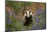 Badger amongst bluebells, Scotland, UK. May-Paul Hobson-Mounted Photographic Print