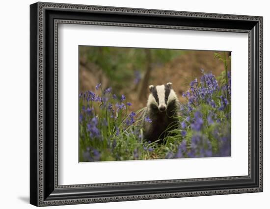 Badger amongst bluebells, Scotland, UK. May-Paul Hobson-Framed Photographic Print