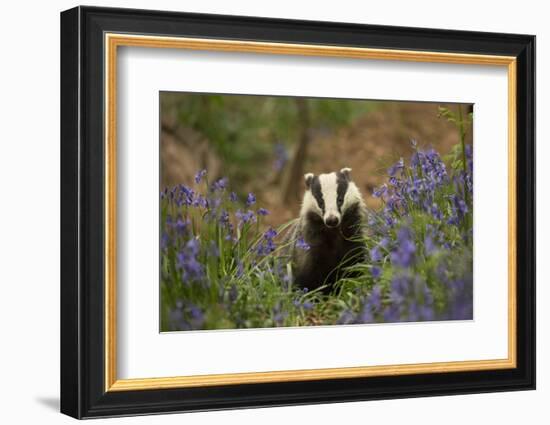 Badger amongst bluebells, Scotland, UK. May-Paul Hobson-Framed Photographic Print