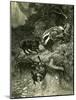 Badger Austria 1891-null-Mounted Giclee Print