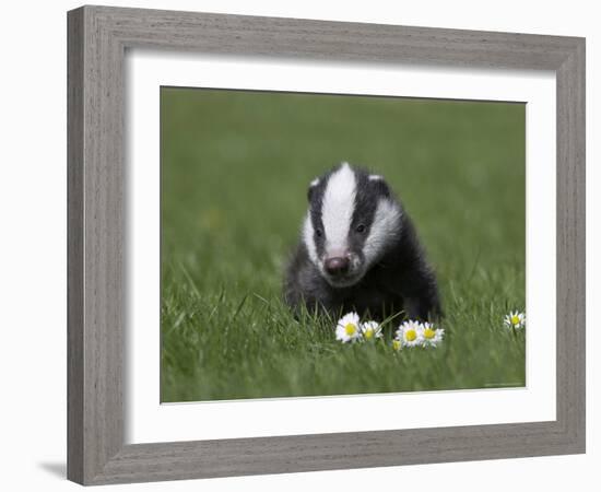 Badger Cub (Meles Meles), Captive, United Kingdom, Europe-Ann & Steve Toon-Framed Photographic Print