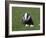 Badger Cub (Meles Meles), Captive, United Kingdom, Europe-Ann & Steve Toon-Framed Photographic Print