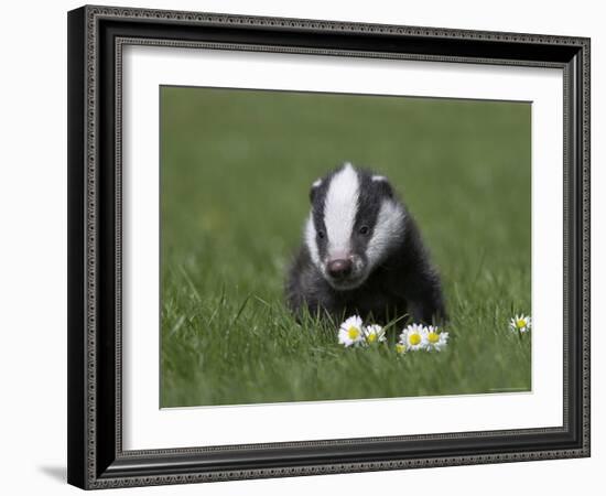 Badger Cub (Meles Meles), Captive, United Kingdom, Europe-Ann & Steve Toon-Framed Photographic Print