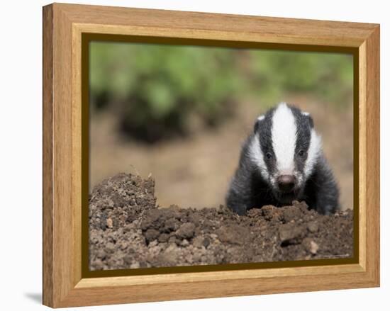 Badger Cub, Meles Meles, Captive, United Kingdom-Steve & Ann Toon-Framed Premier Image Canvas