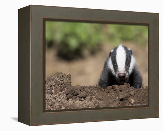 Badger Cub, Meles Meles, Captive, United Kingdom-Steve & Ann Toon-Framed Premier Image Canvas