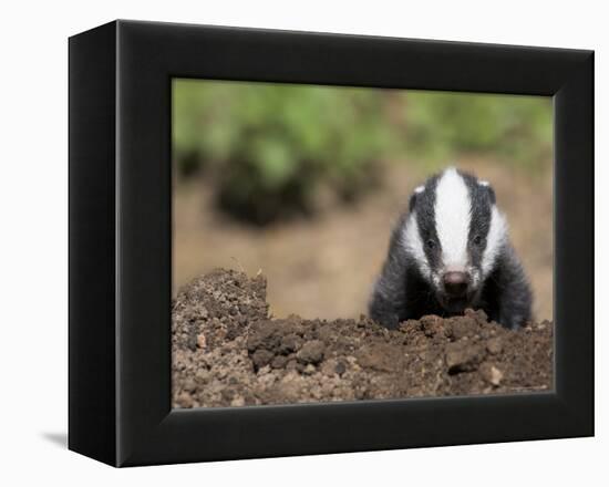 Badger Cub, Meles Meles, Captive, United Kingdom-Steve & Ann Toon-Framed Premier Image Canvas