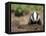 Badger Cub, Meles Meles, Captive, United Kingdom-Steve & Ann Toon-Framed Premier Image Canvas