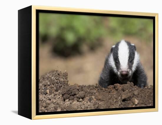 Badger Cub, Meles Meles, Captive, United Kingdom-Steve & Ann Toon-Framed Premier Image Canvas