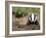 Badger Cub, Meles Meles, Captive, United Kingdom-Steve & Ann Toon-Framed Photographic Print