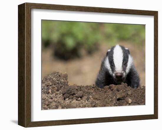 Badger Cub, Meles Meles, Captive, United Kingdom-Steve & Ann Toon-Framed Photographic Print