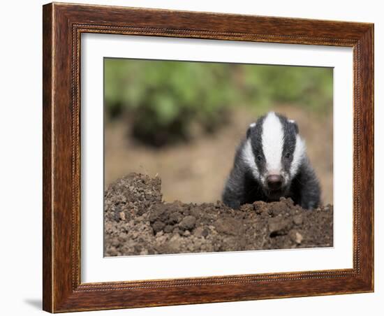 Badger Cub, Meles Meles, Captive, United Kingdom-Steve & Ann Toon-Framed Photographic Print