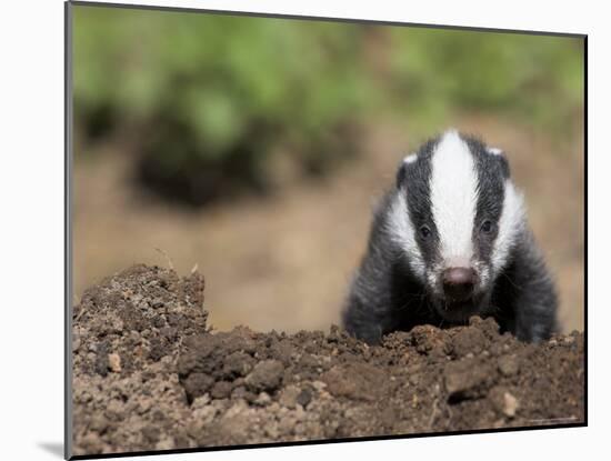 Badger Cub, Meles Meles, Captive, United Kingdom-Steve & Ann Toon-Mounted Photographic Print